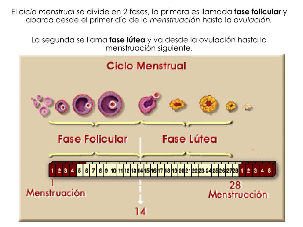 Cual es la fase lutea