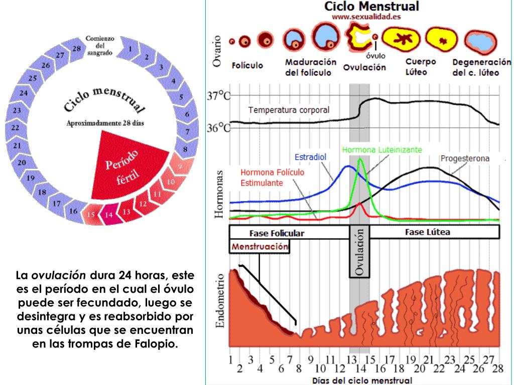 Ppt Ovogénesis Powerpoint Presentation Free Download Id902199