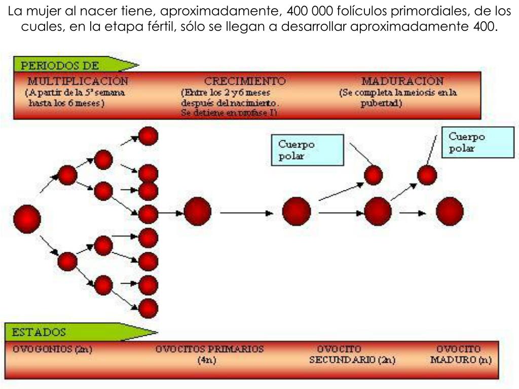 Ppt Ovogénesis Powerpoint Presentation Free Download Id902199