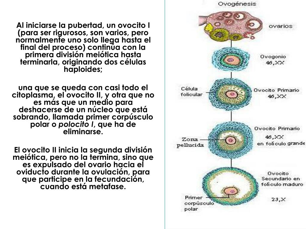 Ppt Ovogénesis Powerpoint Presentation Free Download Id902199