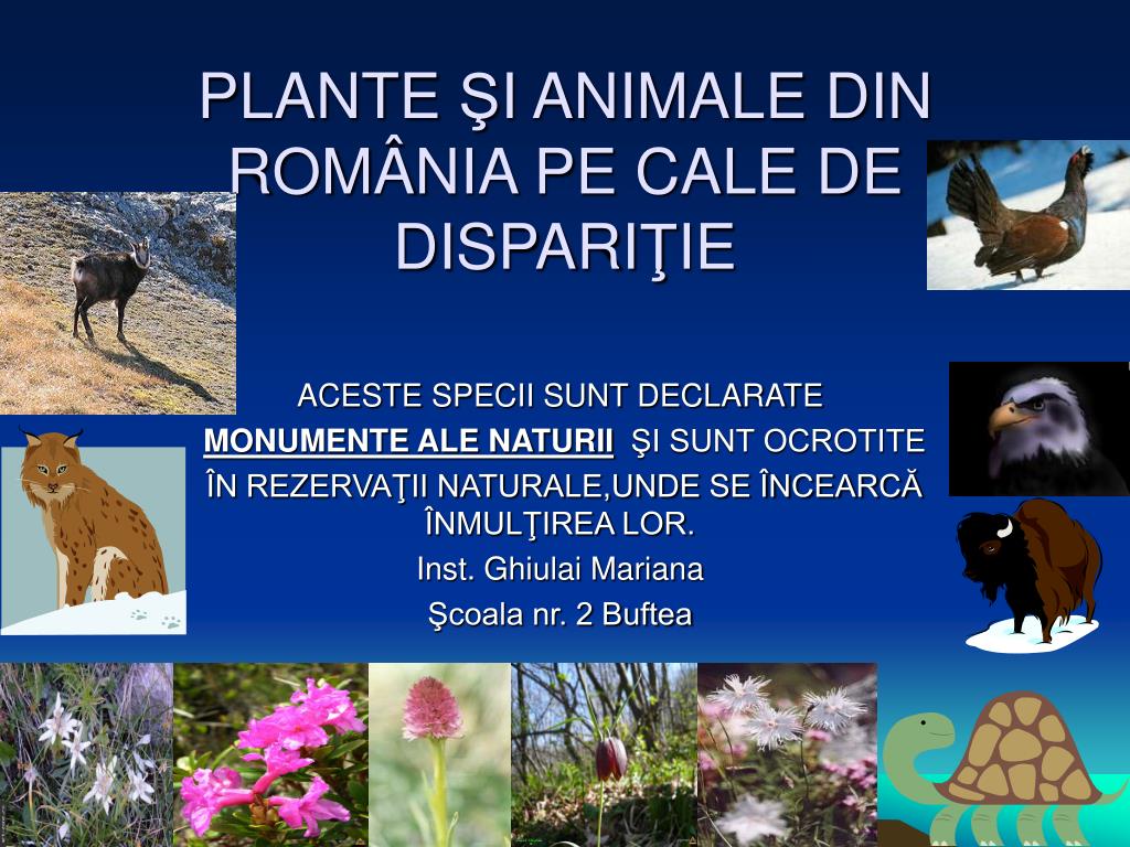 PPT - PLANTE Ş I ANIMALE DIN ROM Â NIA PE CAL E DE DISPARI Ţ IE PowerPoint  Presentation - ID:902208