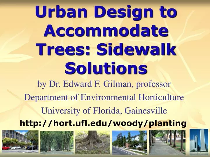 urban design to accommodate trees sidewalk solutions n.