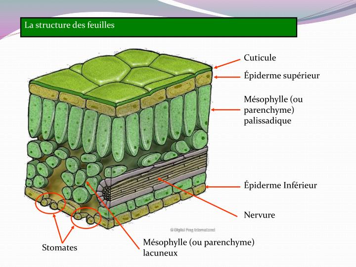 PPT PHYSIOLOGIE VEGETALE LE FONCTIONNEMENT DES PLANTES Introduction PPT PHYSIOLOGIE VEGETALE LE FONCTIONNEMENT DES PLANTES Introduction