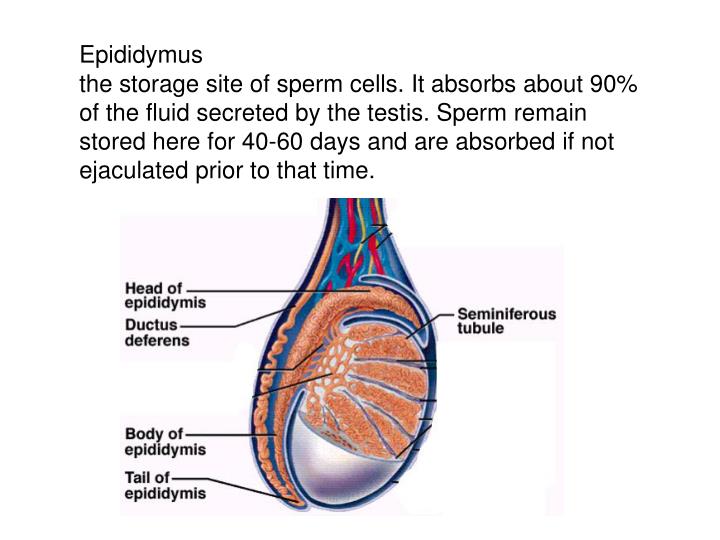 how is sperm stored in the body Hustler nailin palin full