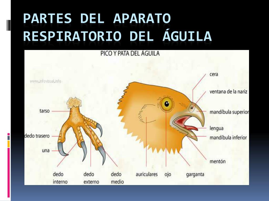 PPT - Partes del Aparato Respiratorio del águila PowerPoint Presentation -  ID:904911