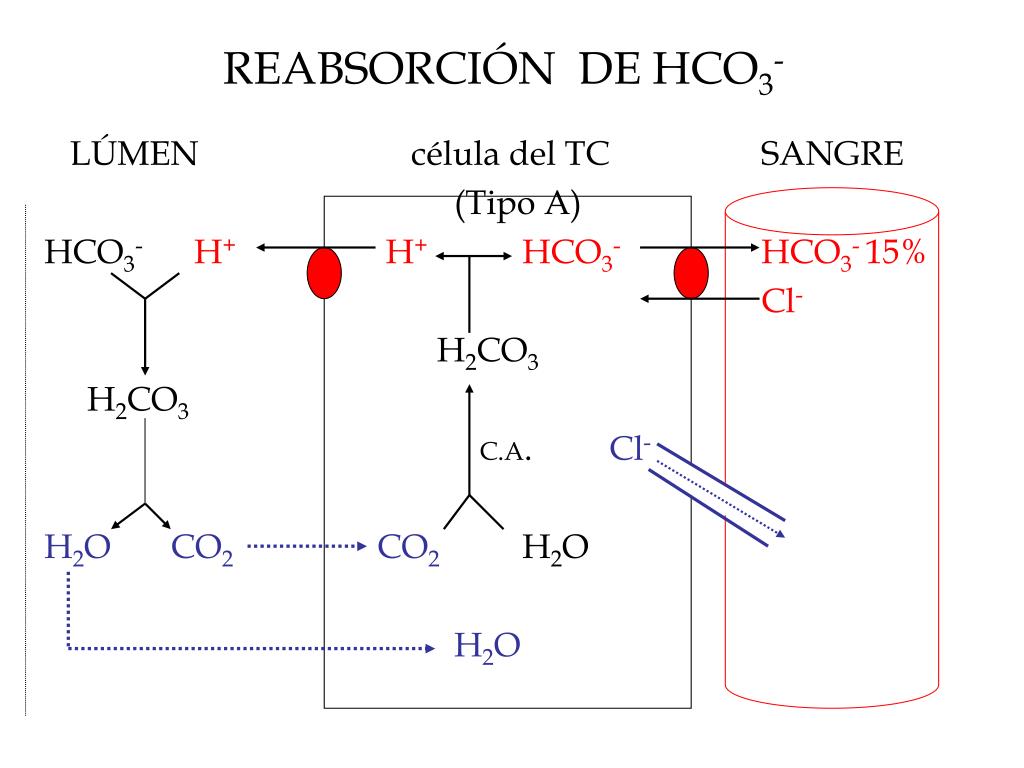 Zn hco3. Hco3 группа. Hco3 заряд. Hco2h. "HCO" И "VCO".