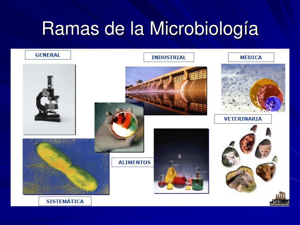 Ramas De La Microbiologia La Microbiologia | Images and Photos finder