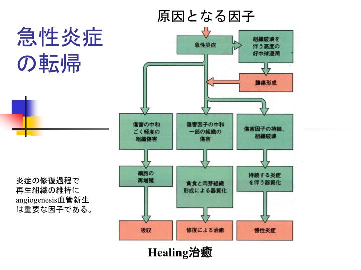 Inflammation 炎症