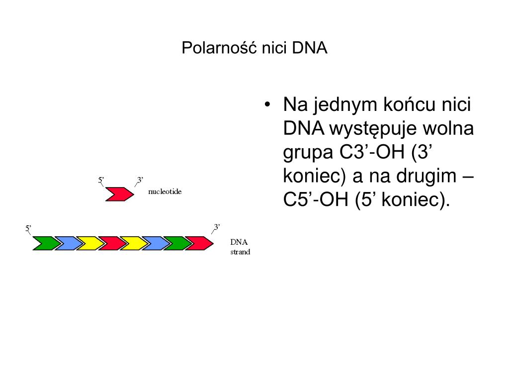 Reakcja Syntezy Nowej Nici Dna Jest Katalizowana Przez Enzym PPT - Biologia molekularna roślin PowerPoint Presentation, free