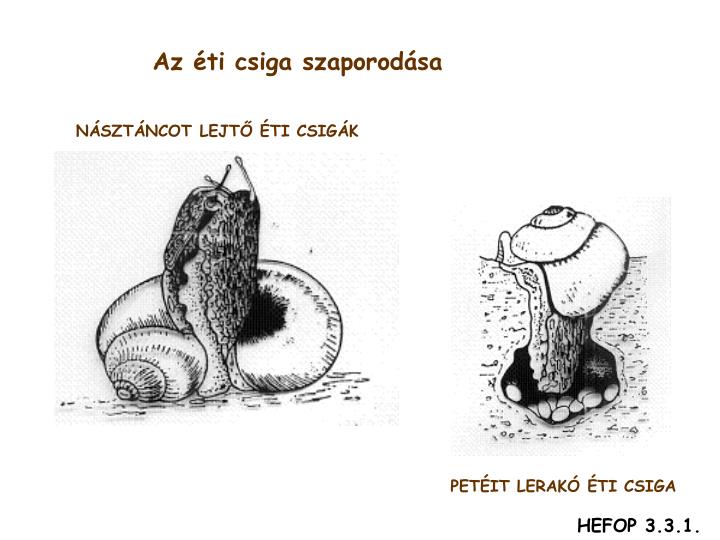 PPT ÁLLATTAN, ÁLLATÉLETTAN I. PowerPoint Presentation ID913346