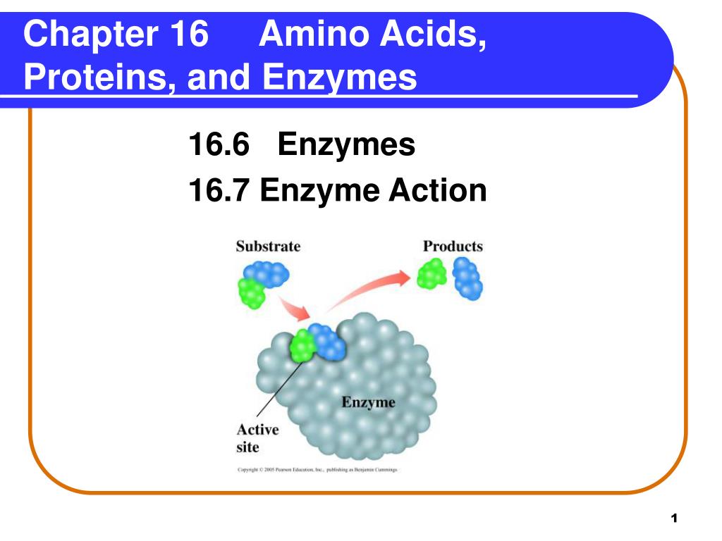 All enzymes are proteins.