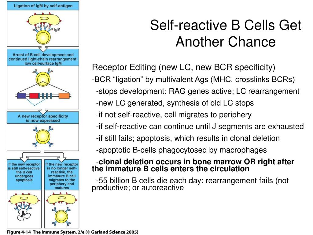 PPT - Chapter 4: B Cell Development PowerPoint Presentation, Free ...