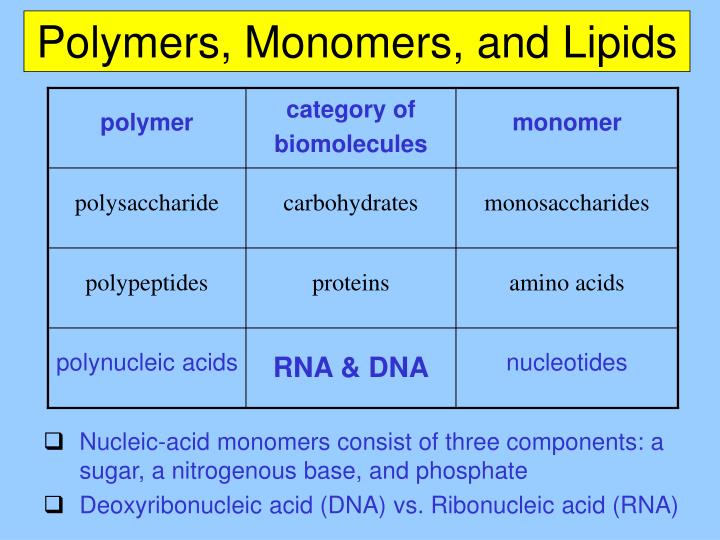 PPT Chapter 5d The Structure and Function of Macromolecules (Nucleic