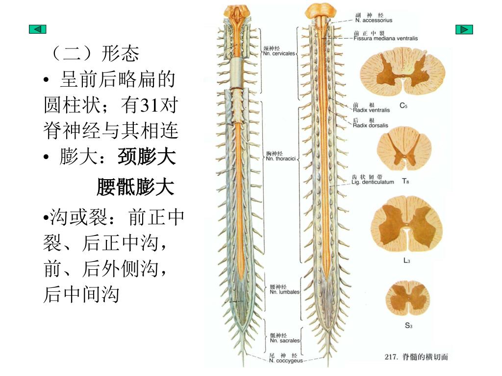 脊髓的解剖 - 知乎