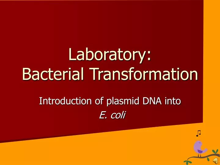 bacterial transformation with pglo essay Pglo transformation lab background information introduction to one or more traits that may be beneficial to bacterial this transformation procedure. bacterial transformation with pglo essay Pglo transformation lab background information introduction to one or more traits that may be beneficial to bacterial this transformation procedure.