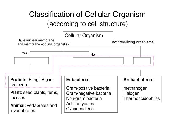 PPT - Classification of Cellular Organism ( according to cell structure)  PowerPoint Presentation - ID:921128