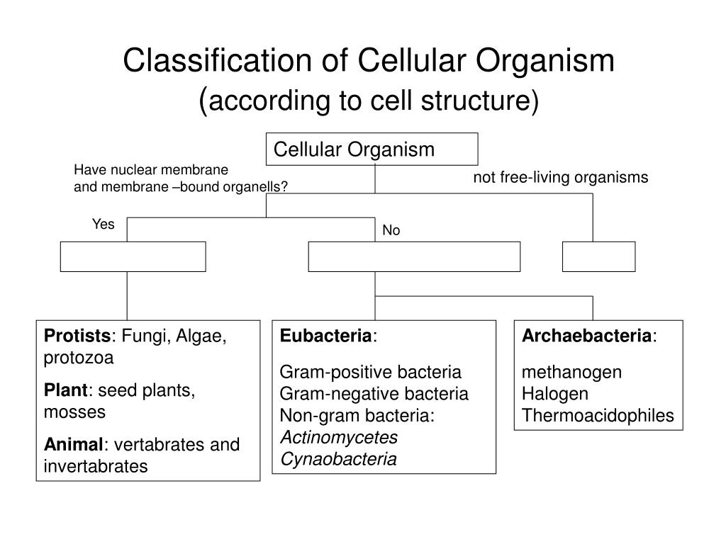 PPT - Classification of Cellular Organism ( according to cell structure)  PowerPoint Presentation - ID:921128