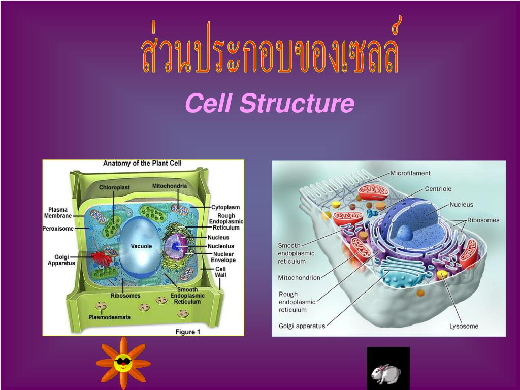 ส่วนประกอบหน่วยไต