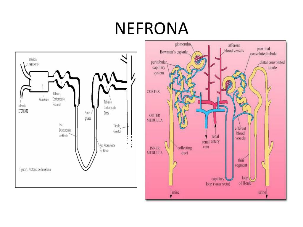 Этапы фильтрации в нефроне. Схема реабсорбции в нефроне. Механизм транспорта Глюкозы в канальцах нефрона. Градиент концентрации схема нефрона.