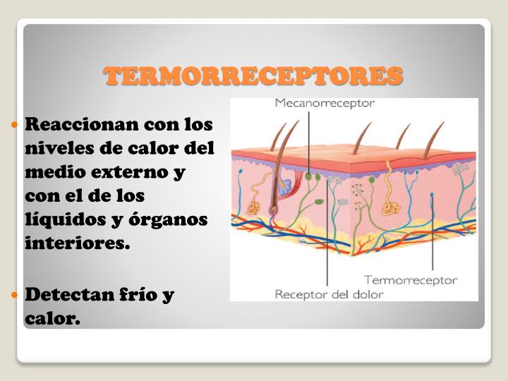 Resultado de imagen para termorreceptores