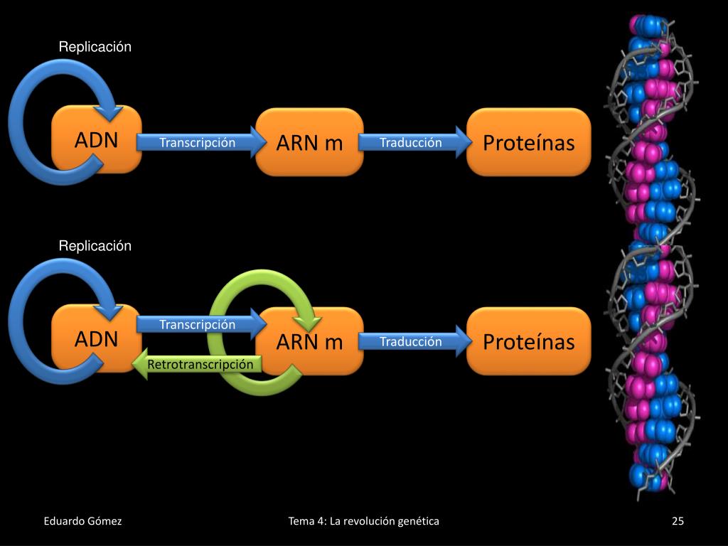 ARN. АДН ген 5000. ADN-404. Transfert d'ARN, arnt.