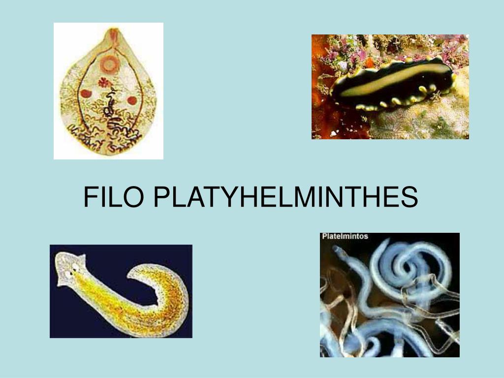 Biológiai filo platyhelminthes, Biológiai filo platyhelminthes