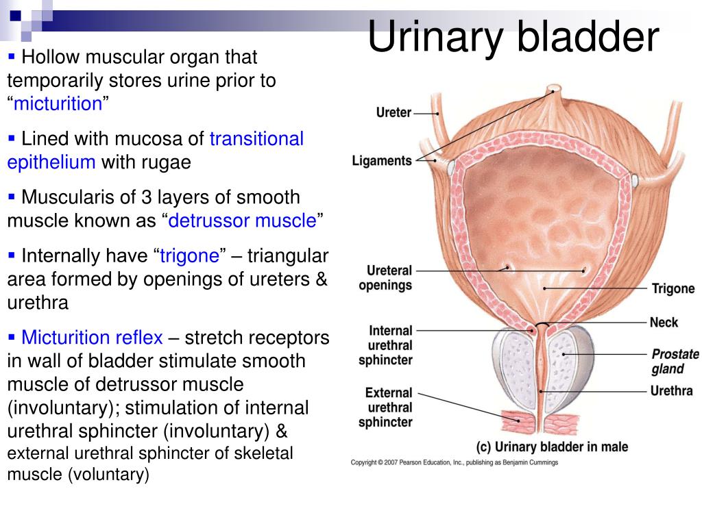 PPT - The Urinary System Chapter 26 PowerPoint Presentation, free ...