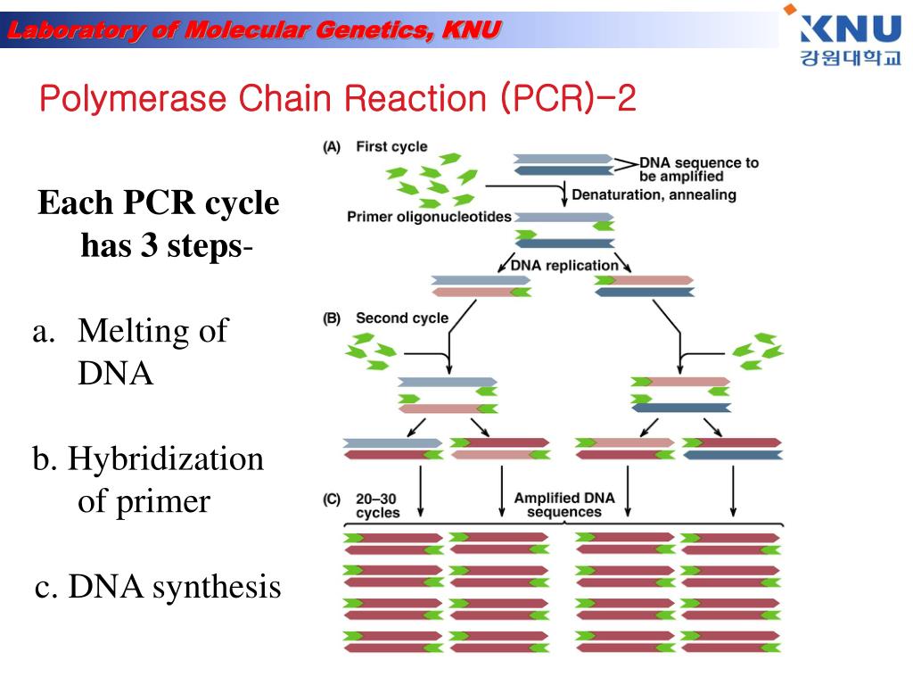 Полимеразная цепная реакция результат. PCR Cycle. Полимеразная цепная реакция. PCR Reaction. Polymerase Chain Reaction.