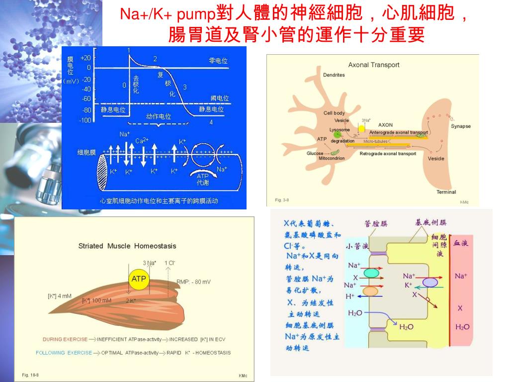 PPT - The Nobel Prize in Chemistry 1997 ATP synthase & Na+-K+ Pump ...