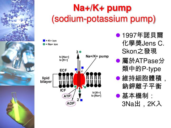 Na K Pump