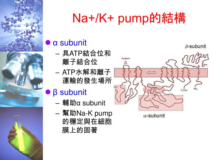 PPT - The Nobel Prize in Chemistry 1997 ATP synthase & Na+-K+ Pump ...