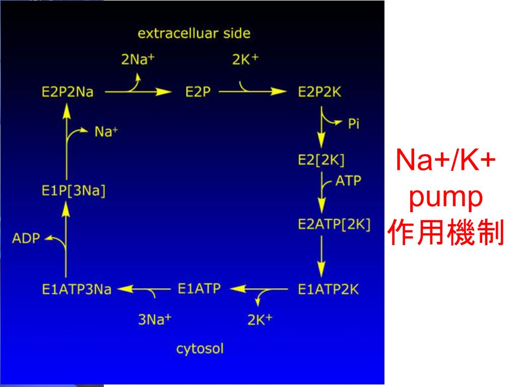 PPT - The Nobel Prize in Chemistry 1997 ATP synthase & Na+-K+ Pump ...