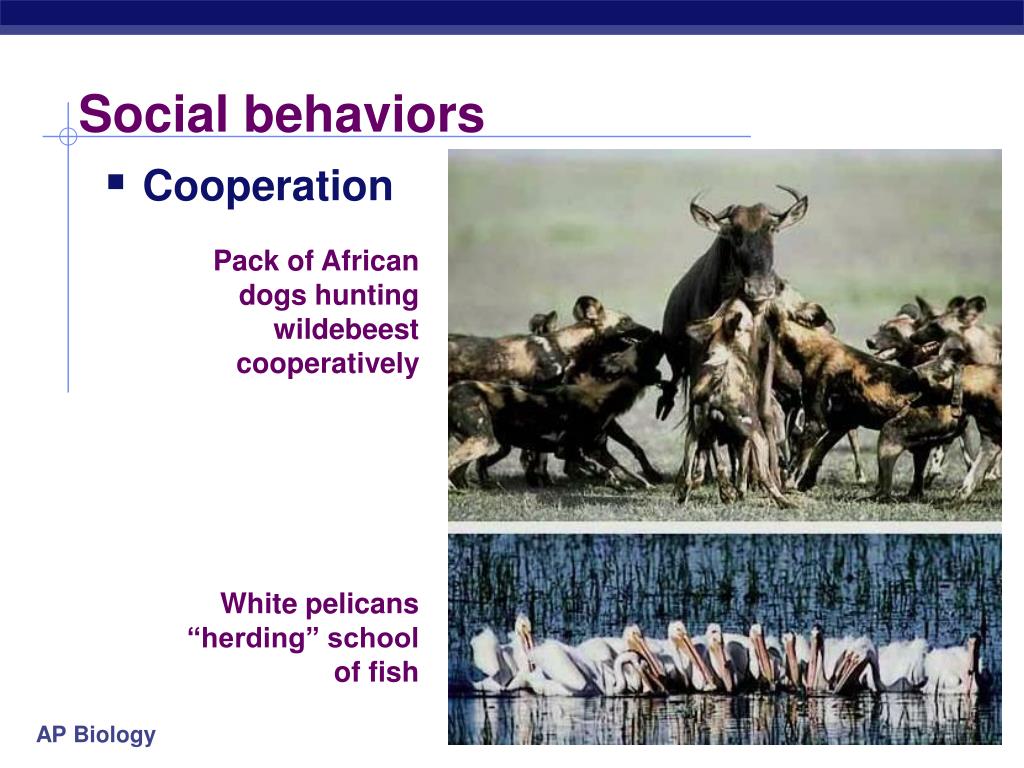 PPT Animal Behavior PowerPoint Presentation Free Download ID 927698