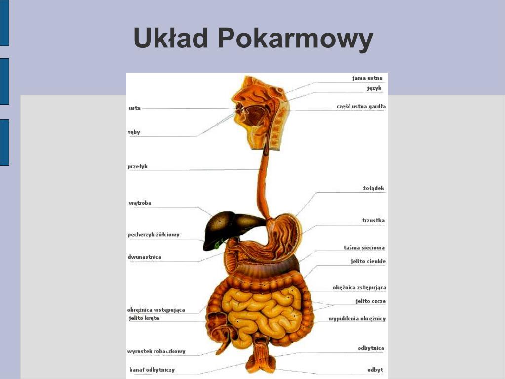 Wspólny Odcinek Układu Pokarmowego I Oddechowego PPT - Układ Pokarmowy PowerPoint Presentation, free download - ID:928705