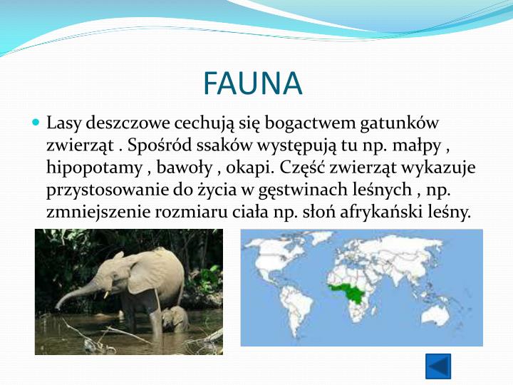 Zwierzęta Występujące W Lesie Równikowym PPT - WILGOTNE LASY RÓWNIKOWE PowerPoint Presentation - ID:928988