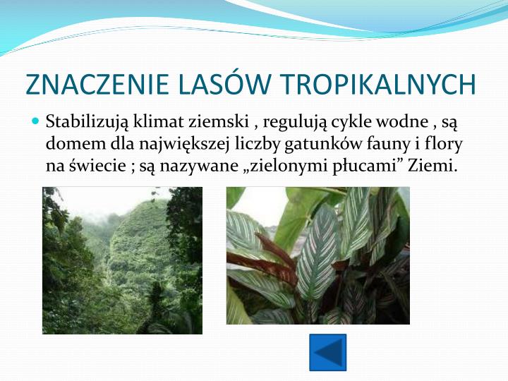 Ciekawostki Wilgotnego Lasu Równikowego PPT - WILGOTNE LASY RÓWNIKOWE PowerPoint Presentation - ID:928988