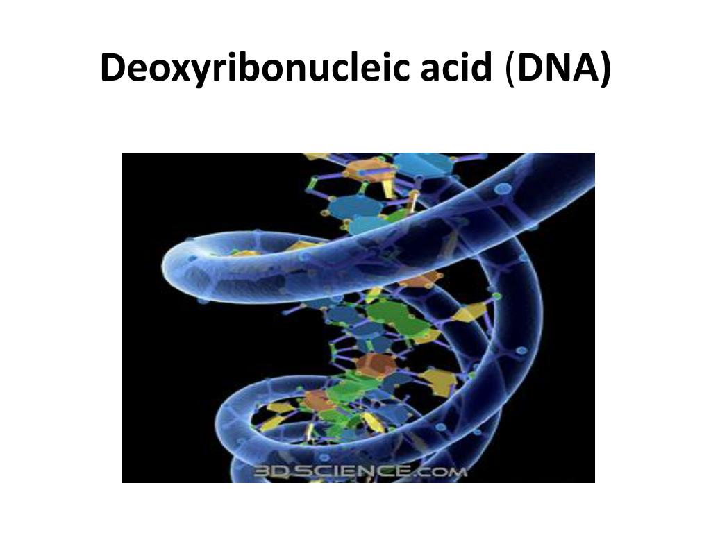 Ppt Deoxyribonucleic Acid Dna Powerpoint Presentation Free Download Id929703 6124