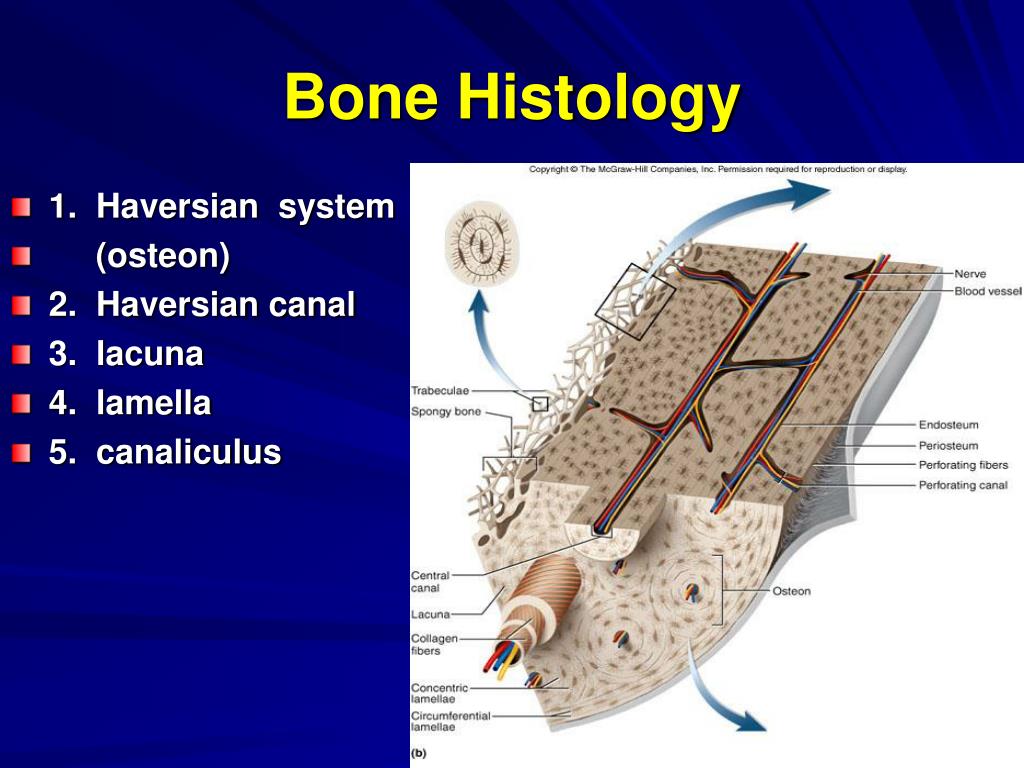 PPT - Bone Tissue PowerPoint Presentation, free download - ID:930309