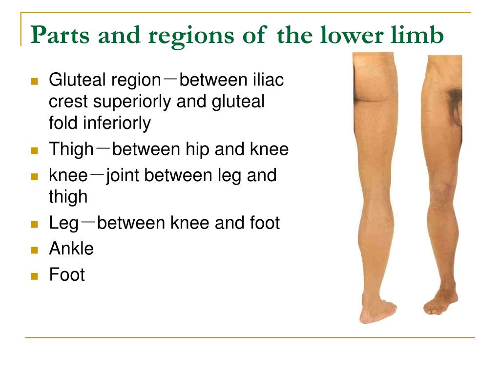 Between thighs. The Parts of the lower Extremity. Joints of the lower Limbs.