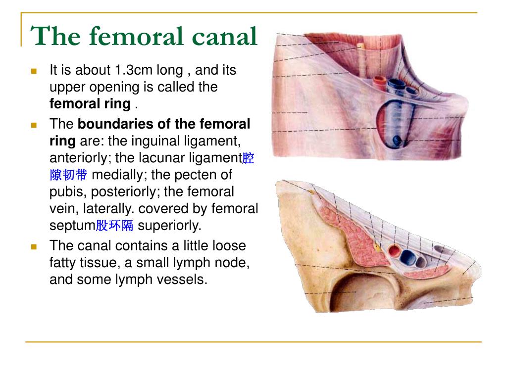 Femoral Triangle | PDF