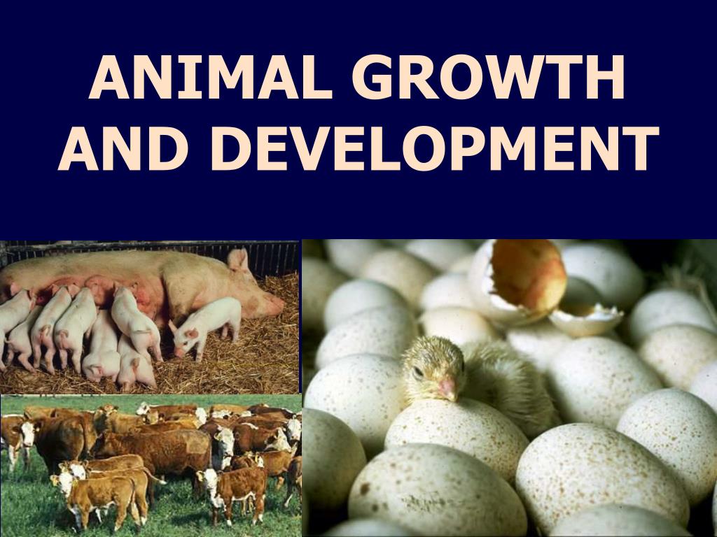 PPT - ANIMAL GROWTH AND DEVELOPMENT PowerPoint Presentation, free download  - ID:932190
