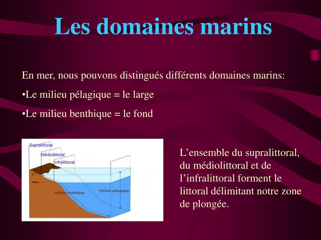 Formation biologie marine par correspondance