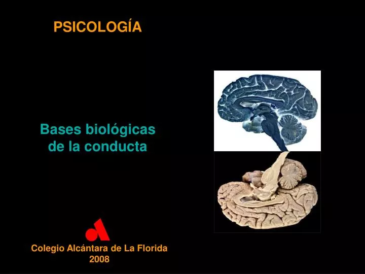 PPT PSICOLOGÍA Bases biológicas de la conducta