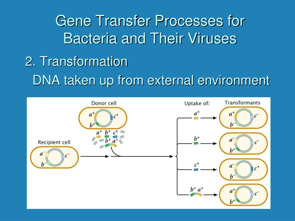 Ppt Gene Transfer In Bacteria And Bacteriophage Powerpoint Presentation Id938152 8295