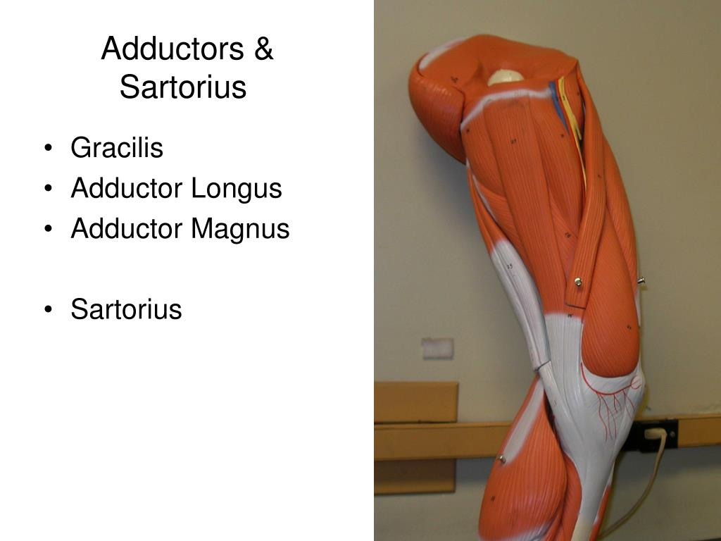 Adductor Magnus gracilis