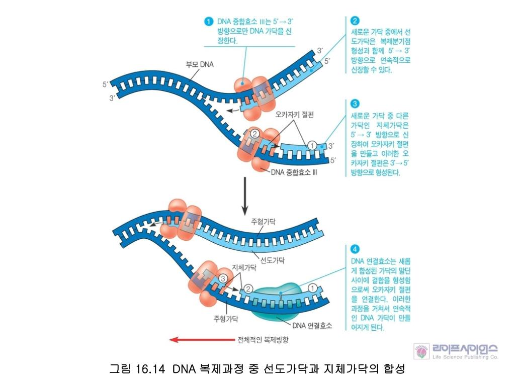 PPT - 1953 년 4 월 왓슨 (James Watson) 과 크리 (Francis Crick): DNA 이중나선구조 모형 ...