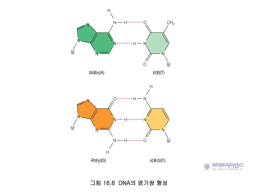 PPT - 1953 년 4 월 왓슨 (James Watson) 과 크리 (Francis Crick): DNA 이중나선구조 모형 ...