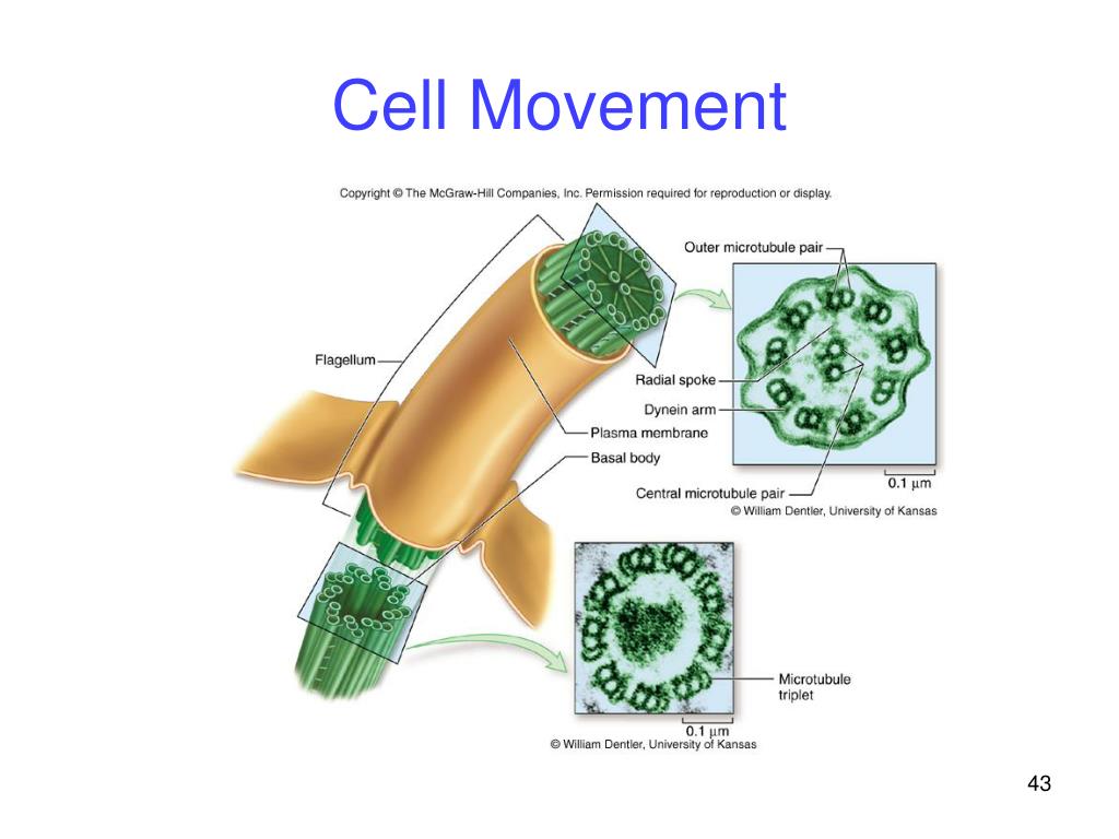 Движение клетки