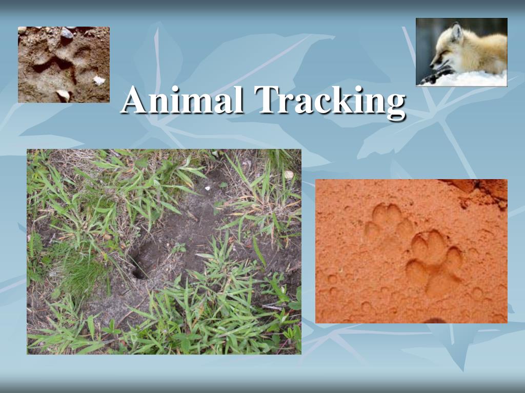 PPT - Animal Tracking PowerPoint Presentation - ID:94226