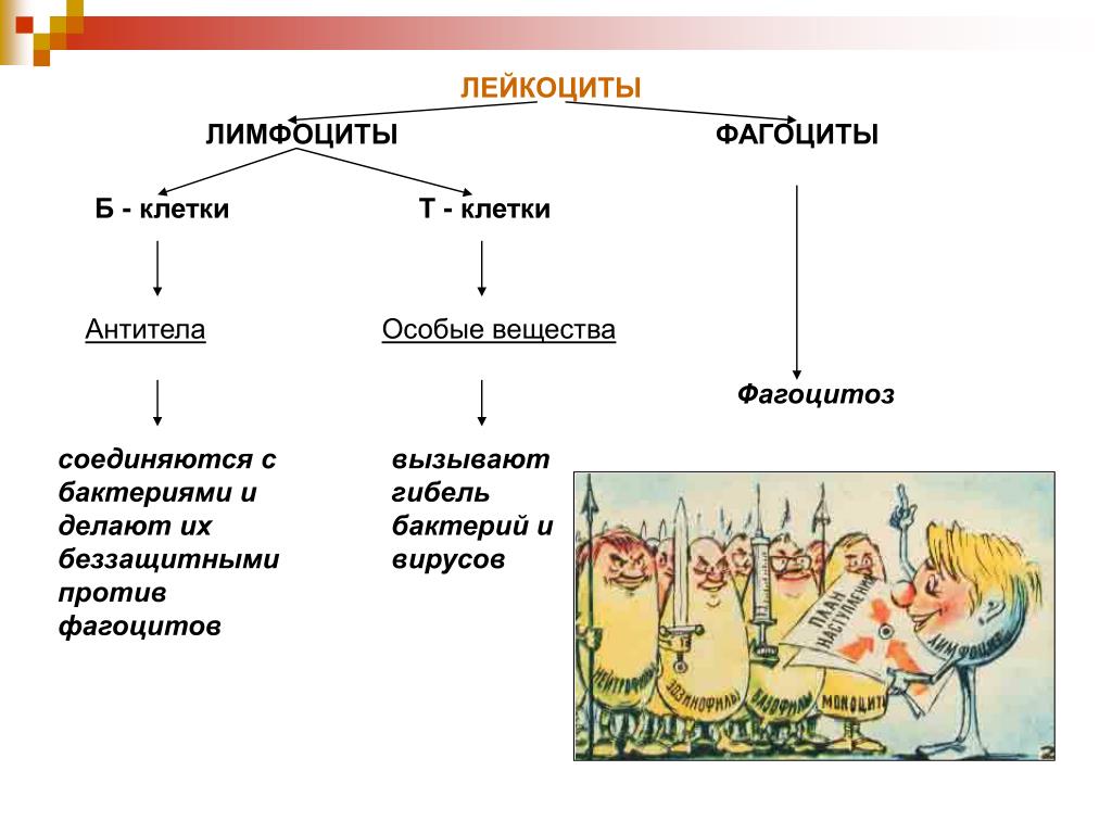 Лейкоциты и лимфоциты. Фагоциты лимфоциты антитела. Лейкоциты и фагоциты. Лимфоциты способны к фагоцитозу.